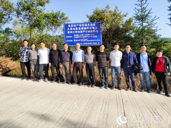 365集团油茶产业团队专家在扣麻村油茶低产林改造示范区调研现场
